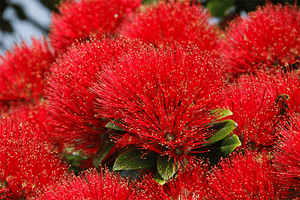 How is Christmas celebrated in New Zealand? | Love to Sing