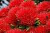 How is Christmas celebrated in New Zealand?
